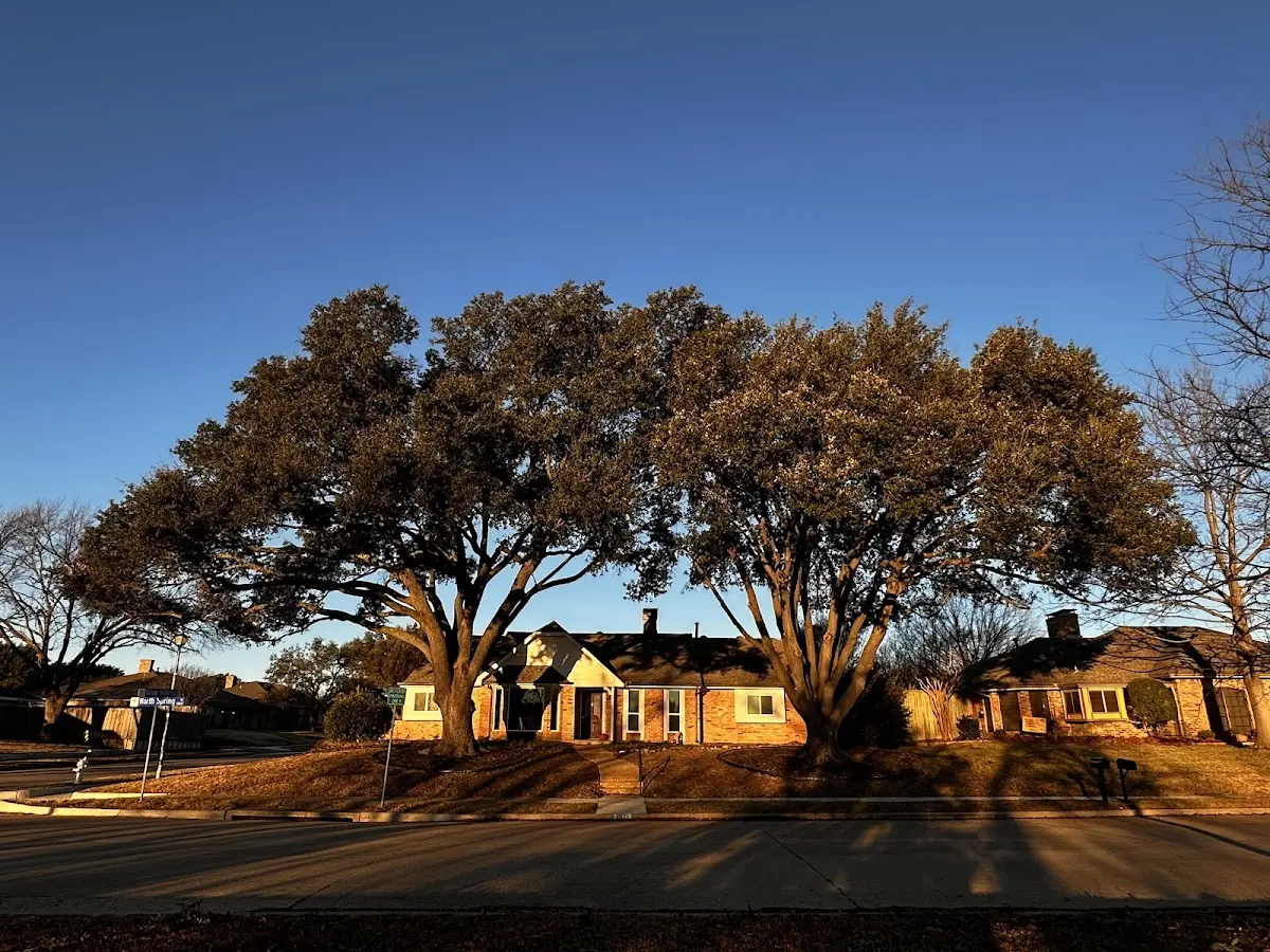 Established residential canopy tree shading a home in Motley